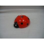 Candela septempunctata coccinella images